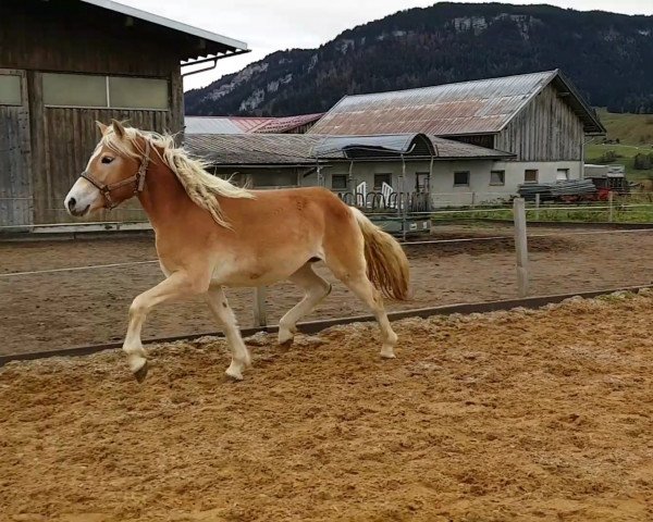 broodmare Destina 24 (Haflinger, 2016, from Borneo) broodmare Destina 24 (Haflinger, 2016, from Borneo)