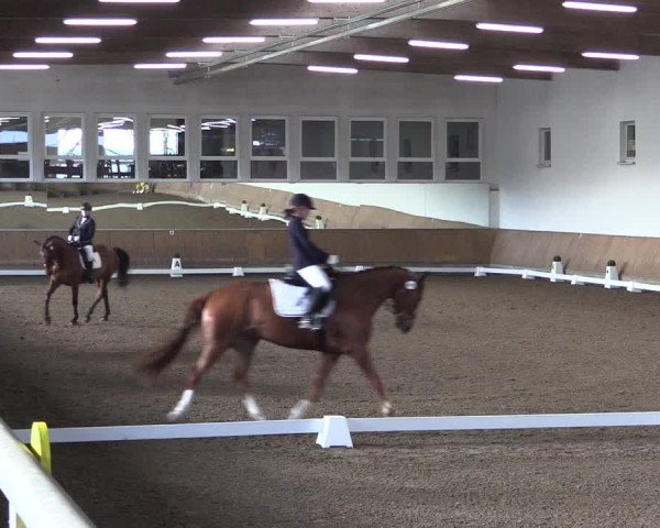 Reitturnier Freudenberg 2017