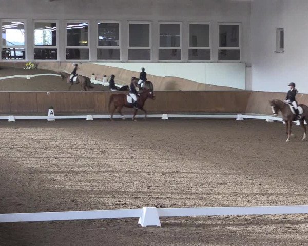 Reitturnier Freudenberg 2017