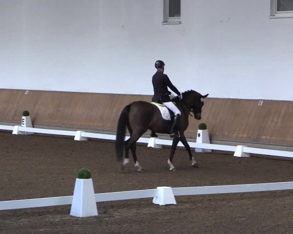 Reitturnier Freudenberg 2017