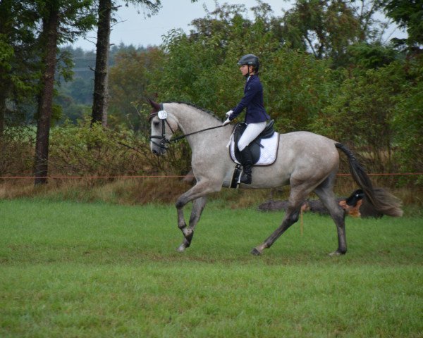 Dressurpferd Chintano 10 (Holsteiner, 2014, von Chin Champ)
