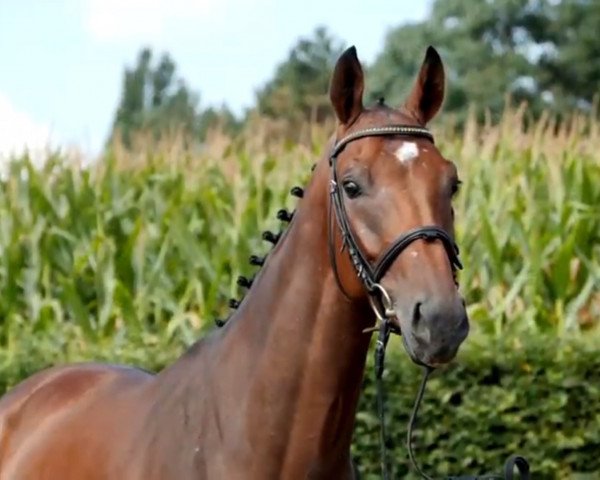 horse Popitz (Westphalian, 2014, from Pilothago Dxb)
