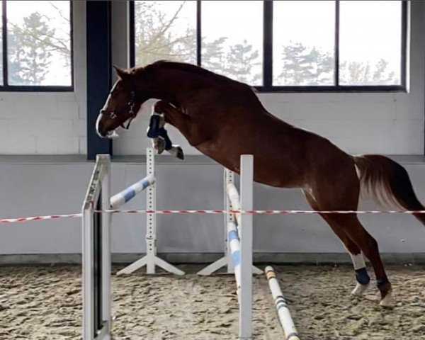 Pferd Lonkens Faidra (Oldenburger, 2016, von Caretinus K)