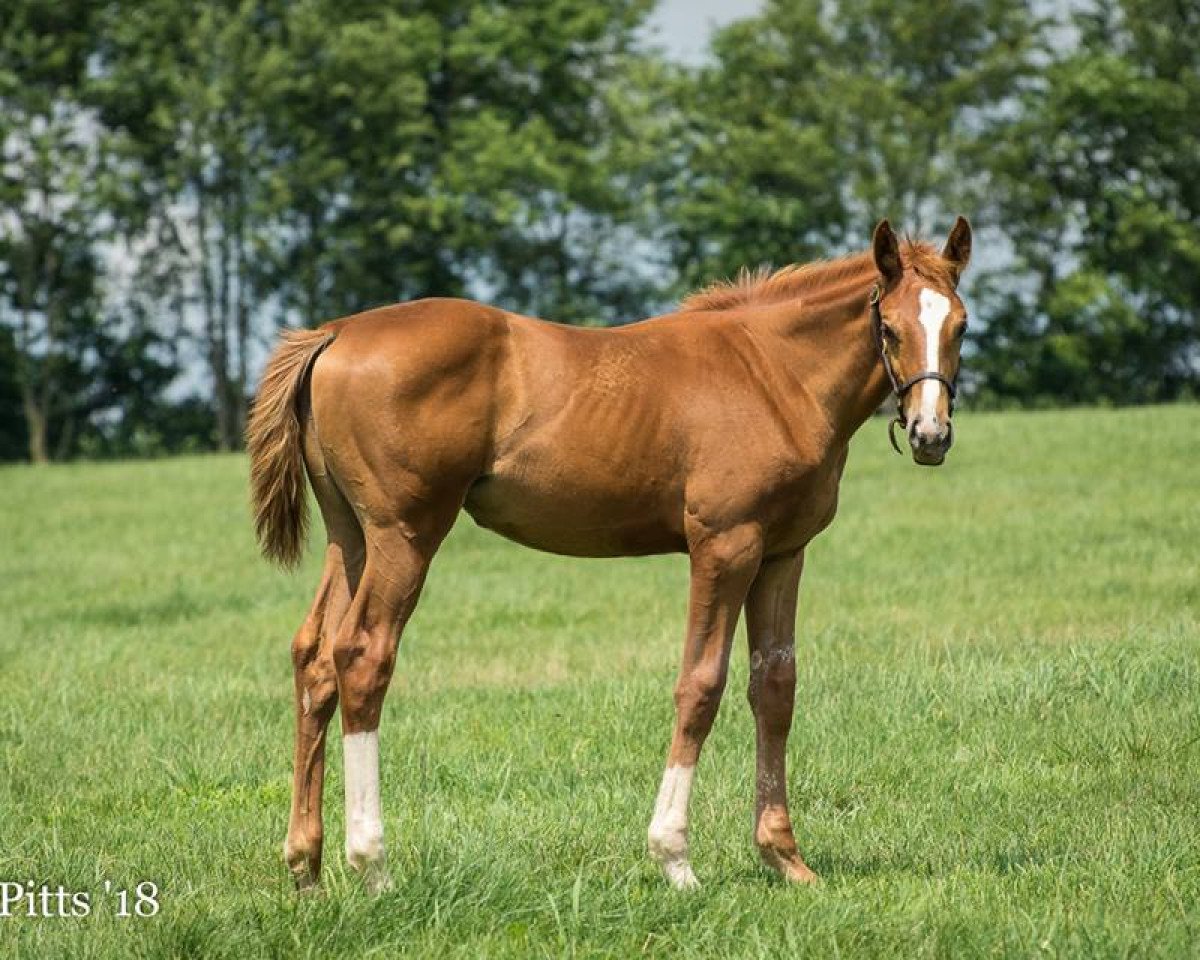 broodmare Plum Awesome xx (Thoroughbred, 2018, from Curlin xx)