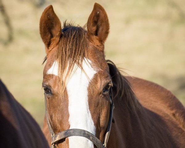 broodmare Roman Mistress xx (Thoroughbred, 2006, from Fusaichi Pegasus xx)