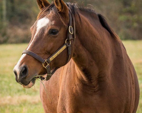 broodmare Plum Pretty xx (Thoroughbred, 2008, from Medaglia d'Oro xx)