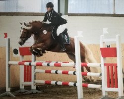 stallion Silbermond (2,15% ox) (Edelbluthaflinger, 2013, from Sonnenkönig C (4,30% ox))