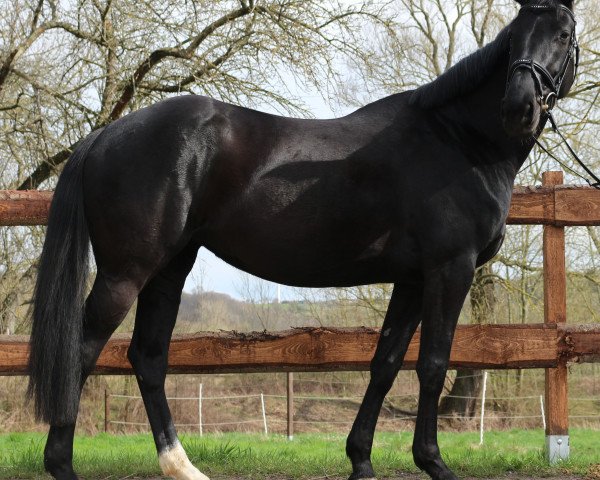 horse Rivalin 65 (German Sport Horse, 2011, from Donnerblut)