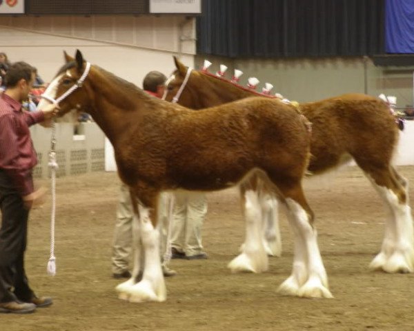 broodmare Freedom Royal Orchid (Clydesdale, 2011, from Hillmoor Landmark)