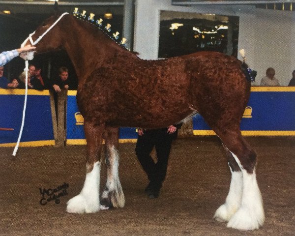 Zuchtstute T.F.C. Fusiler's Chrome (Clydesdale, 2012, von Hillmoor Fusilier)