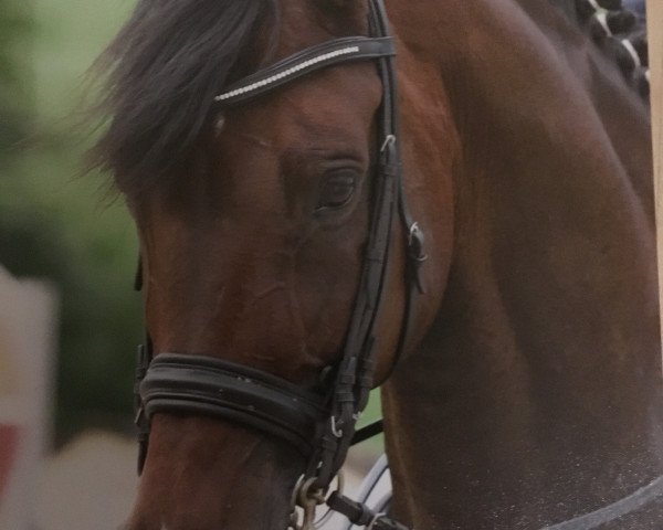 horse Sachsenhausen (Trakehner, 2000, from Monteverdi) horse Sachsenhausen (Trakehner, 2000, from Monteverdi)