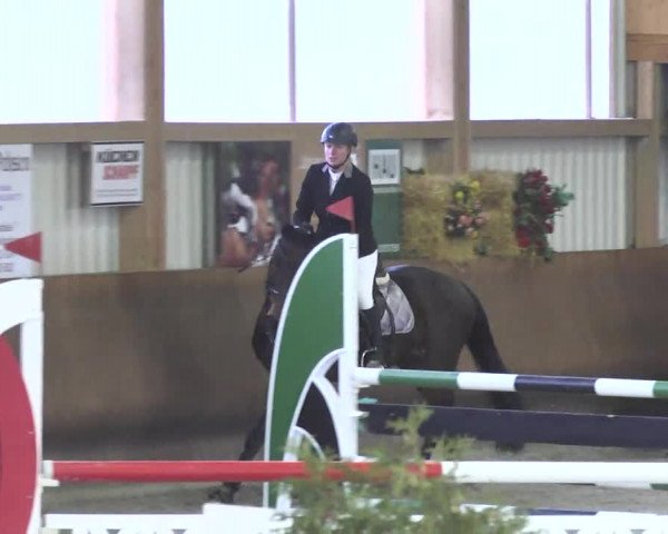 Reitturnier Dettingen 2017