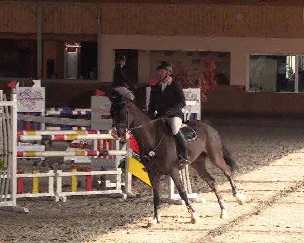 Reitturnier Dettingen 2017