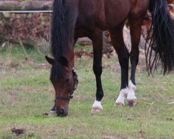 dressage horse Sunny's Lady (Westphalian, 2008, from Sunny-Boy)