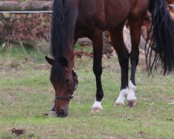 dressage horse Sunny's Lady (Westphalian, 2008, from Sunny-Boy)