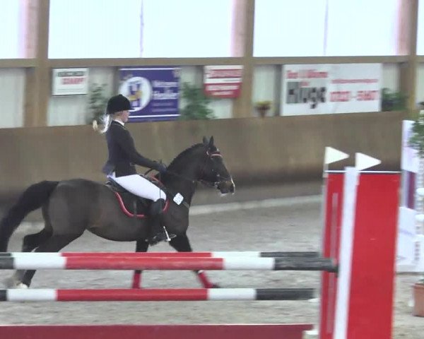 Reitturnier Dettingen 2017