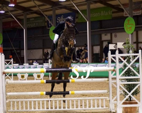 jumper Magic (Westphalian, 2009, from Moritz W)
