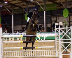jumper Magic (Westphalian, 2009, from Moritz W)