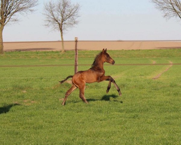 horse van Dansk (Oldenburg, 2017, from Blue Hors Veneziano)