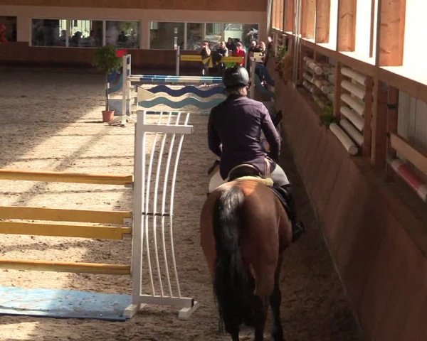 Reitturnier Dettingen 2017
