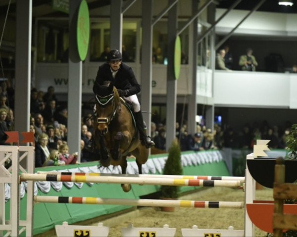 Springpferd Eternity 65 (KWPN (Niederländisches Warmblut), 2009, von Sandro Beast)