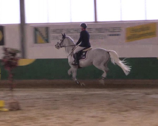 Hallenturnier Warendorf-Freckenhorst 2017