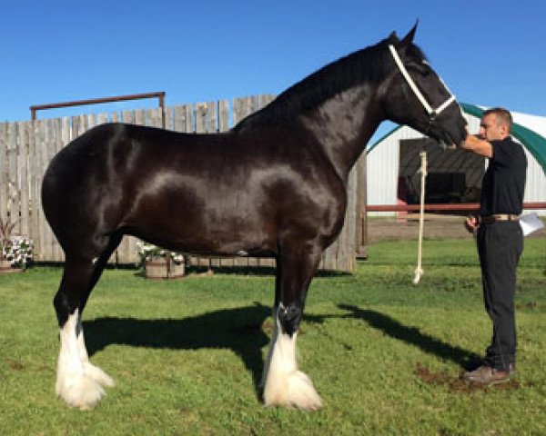 broodmare Bud Ridge Kylie (Clydesdale, 2009, from Donegal Kane) broodmare Bud Ridge Kylie (Clydesdale, 2009, from Donegal Kane)
