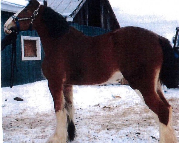 broodmare Allumettes Rihanna (Clydesdale, 2012, from Green Leaf Catalyst)