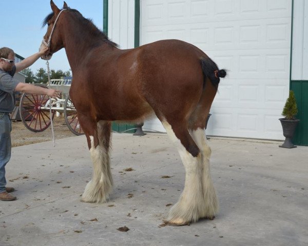 broodmare Allumettes Nora (Clydesdale, 2008, from Green Leaf Catalyst)