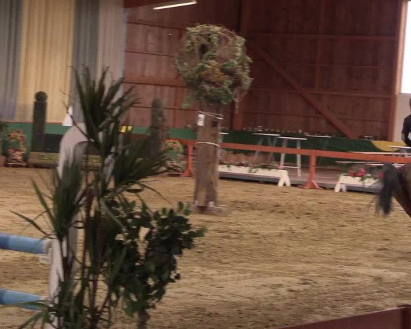 Hallenturnier Warendorf-Freckenhorst 2017