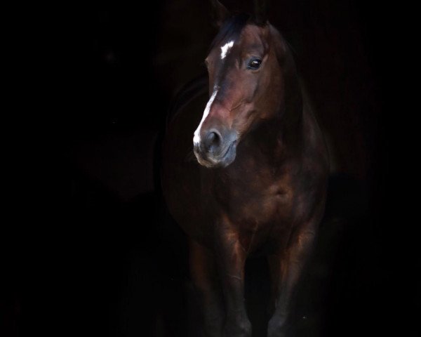 dressage horse Infinity Fairy Lane (Polish Warmblood, 2005, from Izyr)