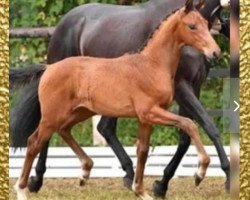broodmare Valegra (Westphalian, 2018, from Vitalis)