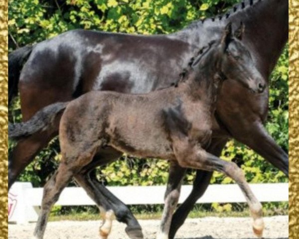 horse Farino ( Auktionsname FEINER HIT ) (Oldenburg, 2018, from Feinrich)