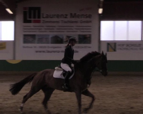 Hallenturnier Warendorf-Freckenhorst 2017