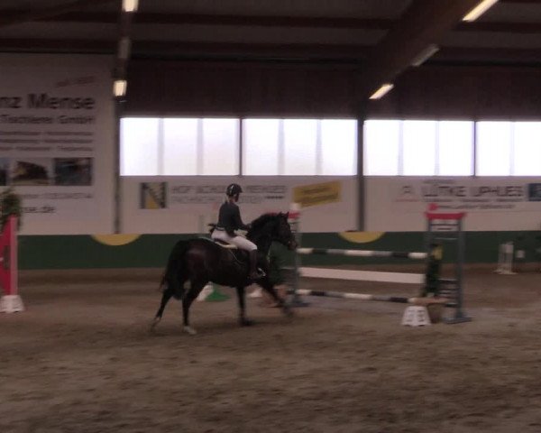 Hallenturnier Warendorf-Freckenhorst 2017