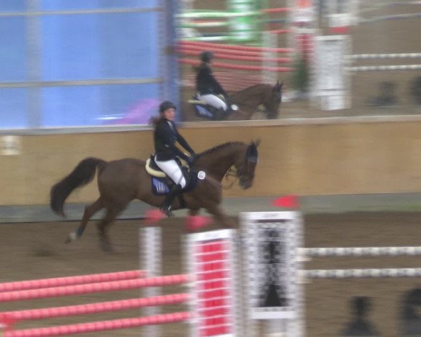 Reitturnier Großenwiehe 2017