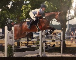 jumper Quintin 93 (Holsteiner, 2009, from Quintero)