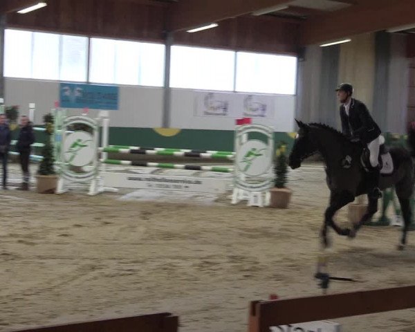 Hallenturnier Warendorf-Freckenhorst 2017