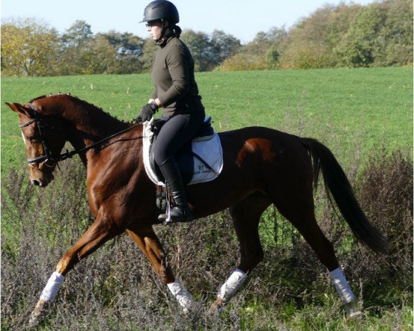 horse Goldstern (Mecklenburg, 2015, from Goldschmidt)