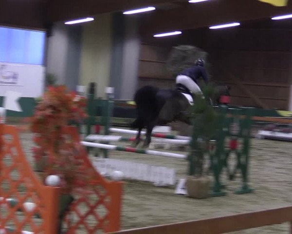 Hallenturnier Warendorf-Freckenhorst 2017
