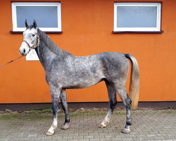 horse Samuraj L (Westphalian, 2016, from Che Guevara L)