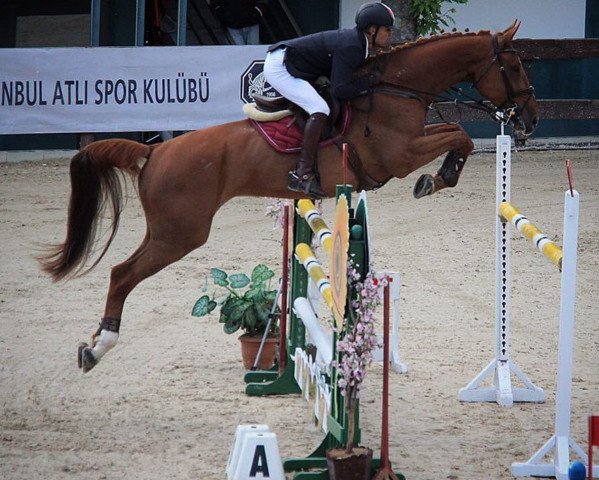 horse Hollywood (Belgian Warmblood, 2010, from Phin Phin)