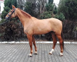 jumper Cricova L (Holsteiner, 2013, from Clarimo Ask)