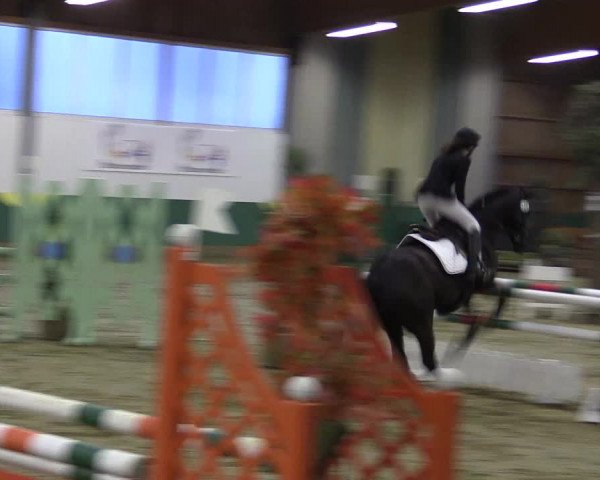 Hallenturnier Warendorf-Freckenhorst 2017