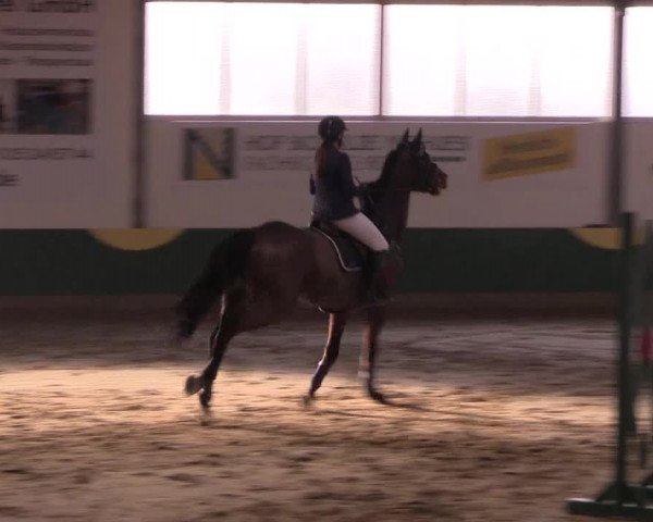 Hallenturnier Warendorf-Freckenhorst 2017