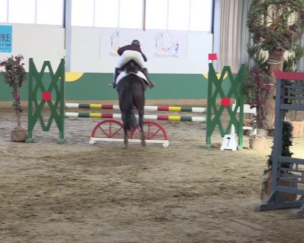 Hallenturnier Warendorf-Freckenhorst 2017
