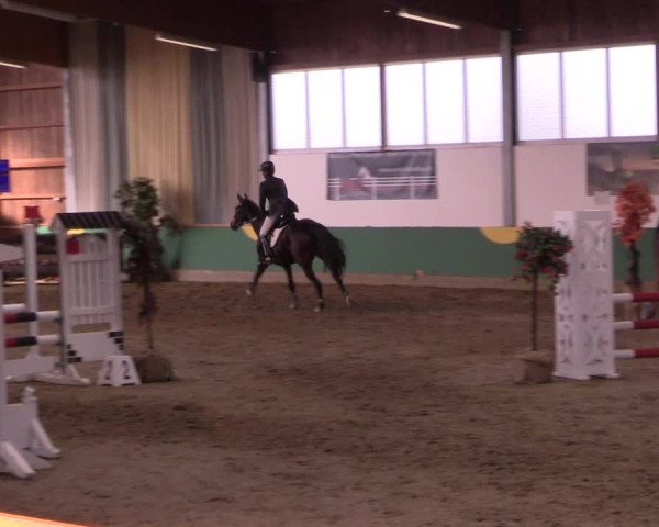 Hallenturnier Warendorf-Freckenhorst 2017