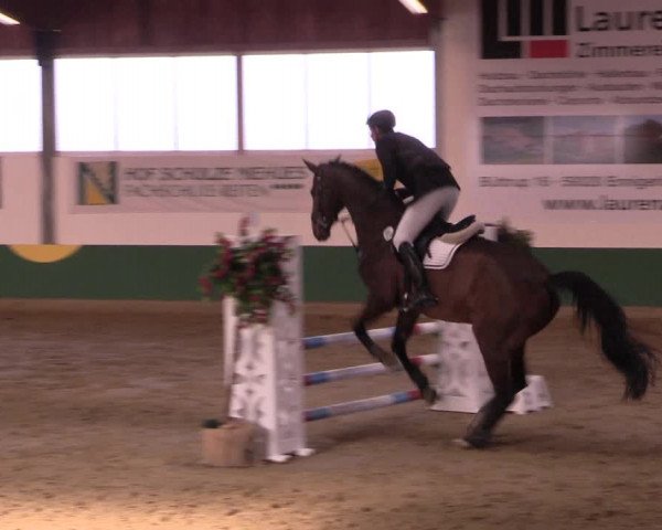 Hallenturnier Warendorf-Freckenhorst 2017
