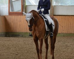 dressage horse Quiana 11 (Hanoverian, 2012, from Quaterhall)