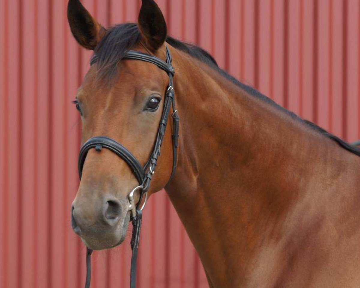 broodmare Sierra Donna (Hanoverian, 2009, from Sir Donnerhall I)